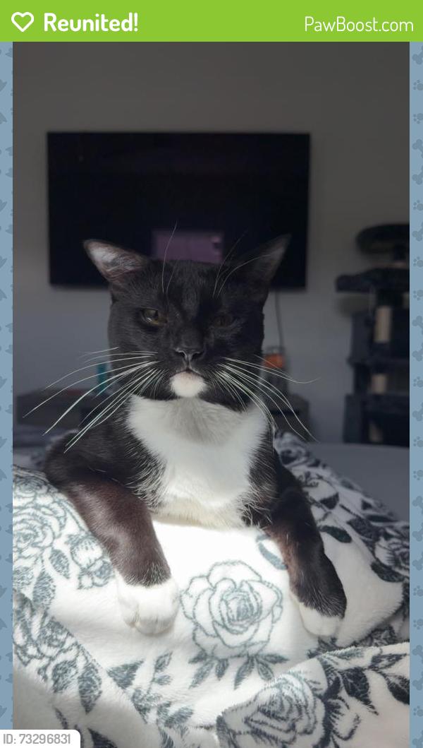 Reunited Male Cat last seen Avilla neighborhood off cypress creek blvd, Sun City Center, FL 33573