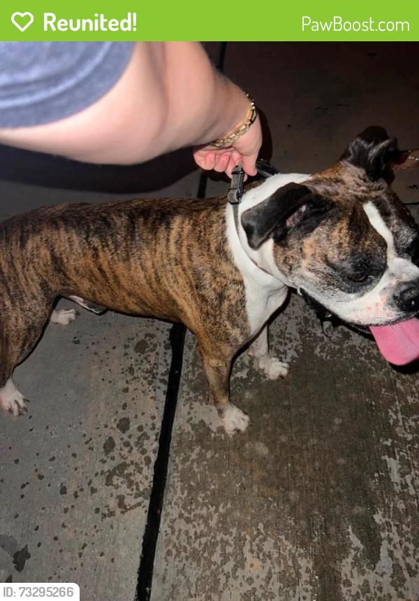 Reunited Male Dog last seen Dowdell and Kurkendayl, Tomball, TX 77375