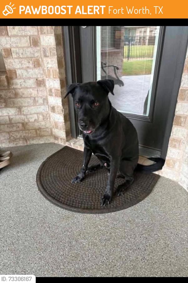 Found/Stray Unknown Dog last seen Harris parkway, Fort Worth, TX 76132