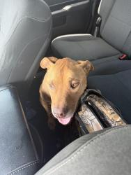 Found/Stray Male Dog last seen In candela neighborhood, Richmond, TX 77406