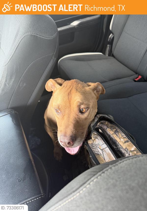 Found/Stray Male Dog last seen In candela neighborhood, Richmond, TX 77406