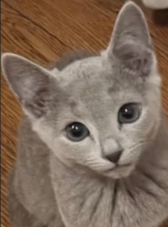 Reunited Male Cat last seen Division & Euclid, Oak Park, IL 60302