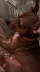 Reunited Male Dog last seen Near nansemond pkwy, Suffolk, VA 23434