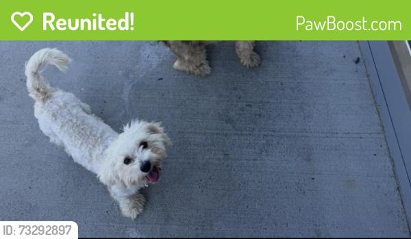 Reunited Male Dog last seen Keller springs and Dallas parkway, Addison, TX 75001