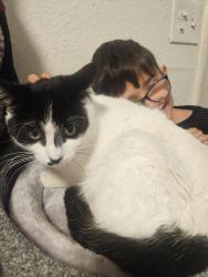 Reunited Male Cat last seen Gibson and San Mateo, Albuquerque, NM 87108