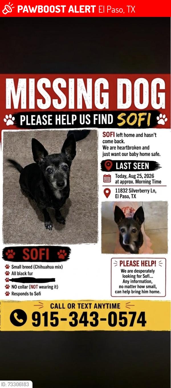 Lost Female Dog last seen Near Silverberry ln, El Paso, TX 79936