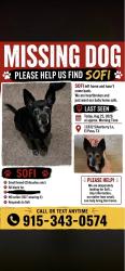 Lost Female Dog last seen Near Silverberry ln, El Paso, TX 79936
