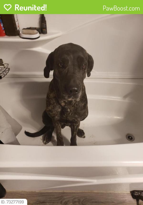 Reunited Female Dog last seen Welcome to Wespoint rock Sign, Smiths Market Place, Syracuse High School, West Point, UT 84015
