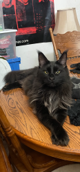 Lost Male Cat last seen Fiesta square, Fayetteville, AR 72703