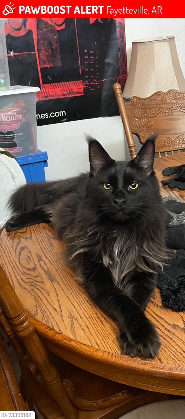 Lost Male Cat last seen Fiesta square, Fayetteville, AR 72703