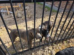 Found/Stray Male Dog last seen Birnham Woods & Cedar Trace, Montgomery County, TX 77386
