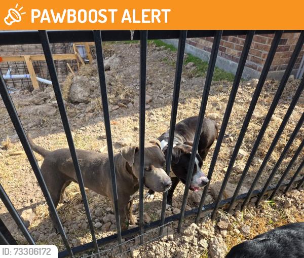 Found/Stray Male Dog last seen Birnham Woods & Cedar Trace, Montgomery County, TX 77386