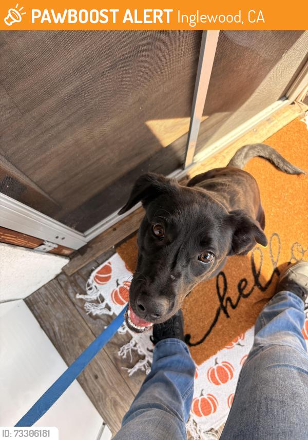 Found/Stray Male Dog last seen Hyde Park, Inglewood, CA 90302