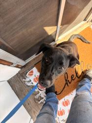 Found/Stray Male Dog last seen Hyde Park, Inglewood, CA 90302