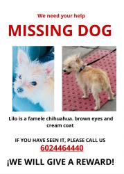Reunited Female Dog last seen Near W McLellan Rd, Glendale, AZ 85301, EE. UU., Glendale, AZ 85301