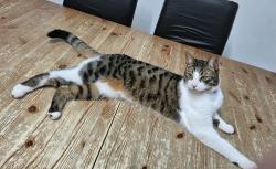 Lost Male Cat last seen Green street, Greater London, England E6 1BW