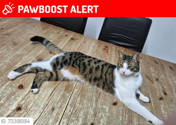 Lost Male Cat last seen Green street, Greater London, England E6 1BW