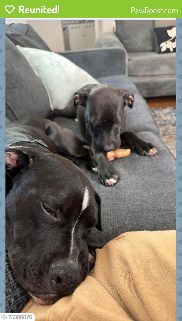 Reunited Male Dog last seen Se 29th and s post, Midwest City, OK 73130