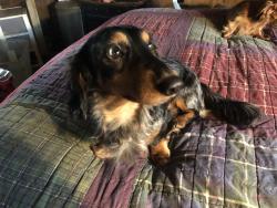 Lost Male Dog last seen Towerwood and Petty Walker Rd, Conroe, TX 77306