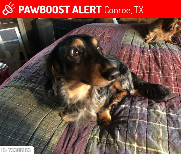 Lost Male Dog last seen Towerwood and Petty Walker Rd, Conroe, TX 77306