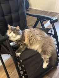 Lost Female Cat last seen Skyline, Fullerton, CA 92831