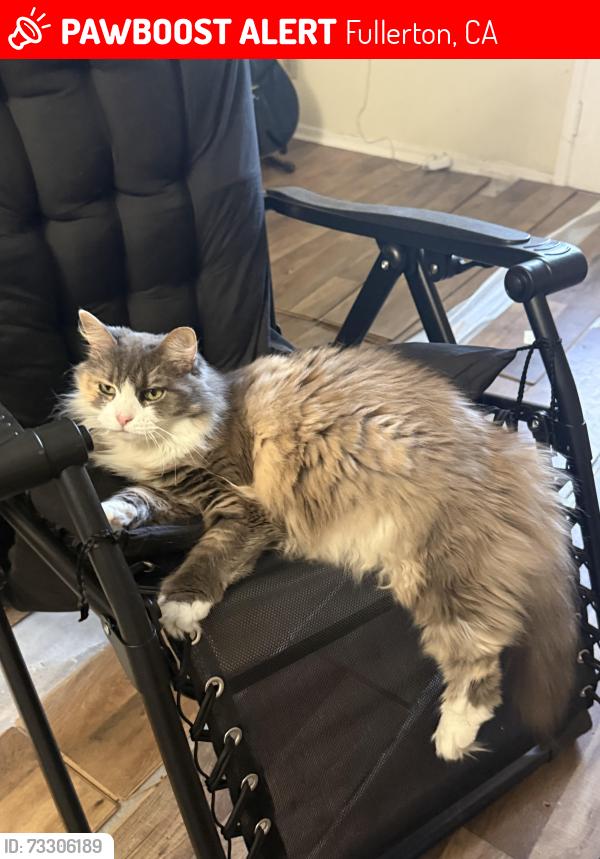 Lost Female Cat last seen Skyline, Fullerton, CA 92831