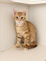 Shelter Stray Male Cat last seen BROADMORE/WILLIMET, 16 Barnes Ct, Hayward, CA 94544, USA