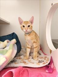 Shelter Stray Male Cat last seen BROADMORE/WILLIMET, 16 Barnes Ct, Hayward, CA 94544, USA