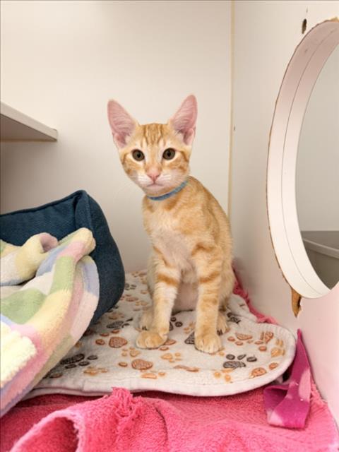 Shelter Stray Male Cat last seen BROADMORE/WILLIMET, 16 Barnes Ct, Hayward, CA 94544, USA