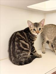 Shelter Stray Male Cat last seen BROADMORE/WILLIMET, 16 Barnes Ct, Hayward, CA 94544, USA