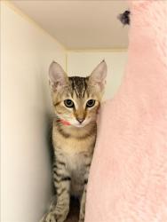 Shelter Stray Female Cat last seen BROADMORE/WILLIMET, 16 Barnes Ct, Hayward, CA 94544, USA