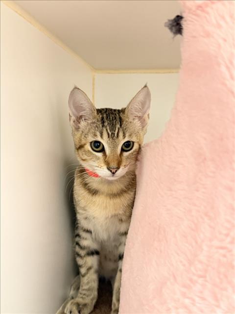 Shelter Stray Female Cat last seen BROADMORE/WILLIMET, 16 Barnes Ct, Hayward, CA 94544, USA