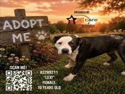Shelter Stray Female Dog last seen , 3201 Lacy St, Los Angeles, CA 90031, USA