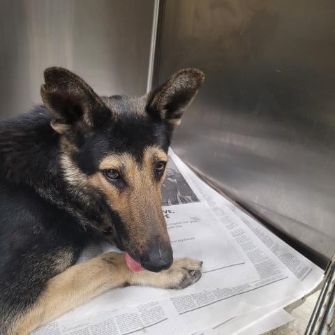 Shelter Stray Female Dog last seen , 3201 Lacy St, Los Angeles, CA 90031, USA