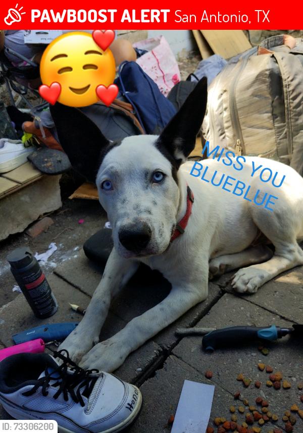 Lost Male Dog last seen Flores, San Antonio, TX 78212
