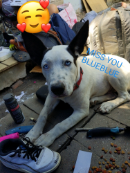 Lost Male Dog last seen Flores, San Antonio, TX 78212