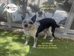 Shelter Stray Male Dog last seen , 1850 W 60th St, Los Angeles, CA 90047, USA