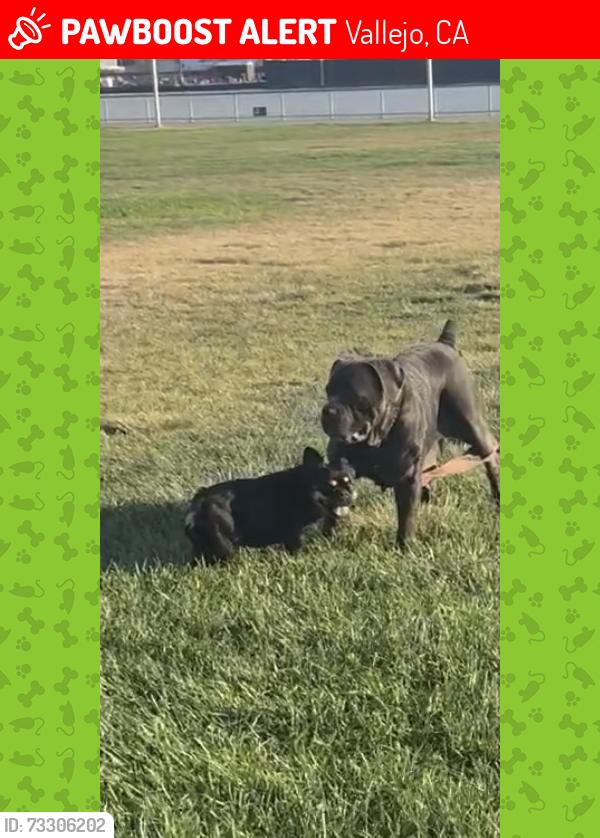 Lost Female Dog last seen sereno dr kaiser hosp, Vallejo, CA 94589