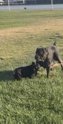 Lost Female Dog last seen sereno dr kaiser hosp, Vallejo, CA 94589