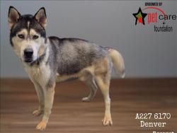 Shelter Stray Male Dog last seen , 1850 W 60th St, Los Angeles, CA 90047, USA