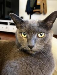 Lost Female Cat last seen Whittle springs, Fairmont Blvd, Knoxville, TN 37917