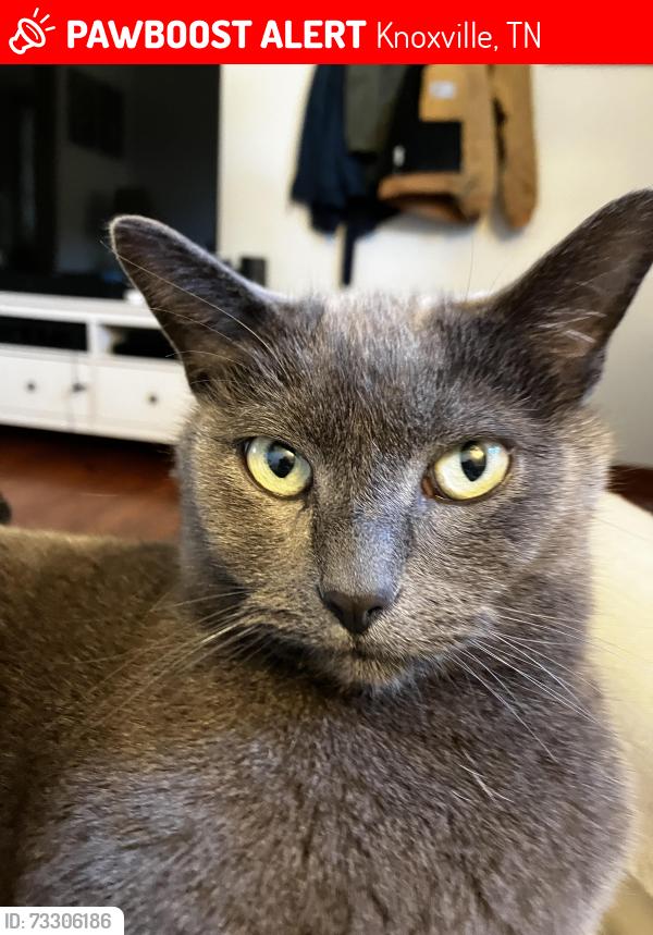 Lost Female Cat last seen Whittle springs, Fairmont Blvd, Knoxville, TN 37917