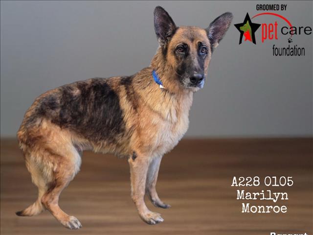 Shelter Stray Female Dog last seen , 1850 W 60th St, Los Angeles, CA 90047, USA