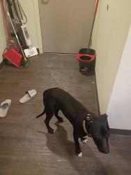Lost Male Dog last seen NE 181st and Davis Street, Portland, OR 97230