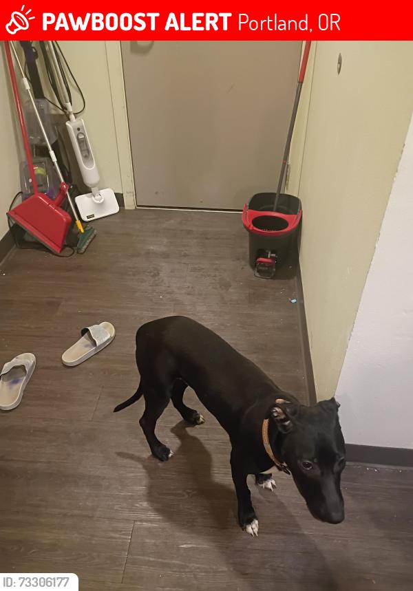 Lost Male Dog last seen NE 181st and Davis Street, Portland, OR 97230