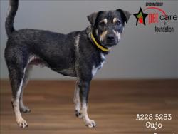 Shelter Stray Male Dog last seen , 1850 W 60th St, Los Angeles, CA 90047, USA