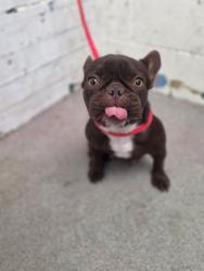 Shelter Stray Female Dog last seen W KING X N PICO, 333 Chandler Pl, San Bernardino, CA 92408, USA