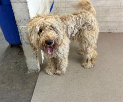 Shelter Stray Male Dog last seen Near BLOCK N ORANGE WOOD, 333 Chandler Pl, San Bernardino, CA 92408, USA