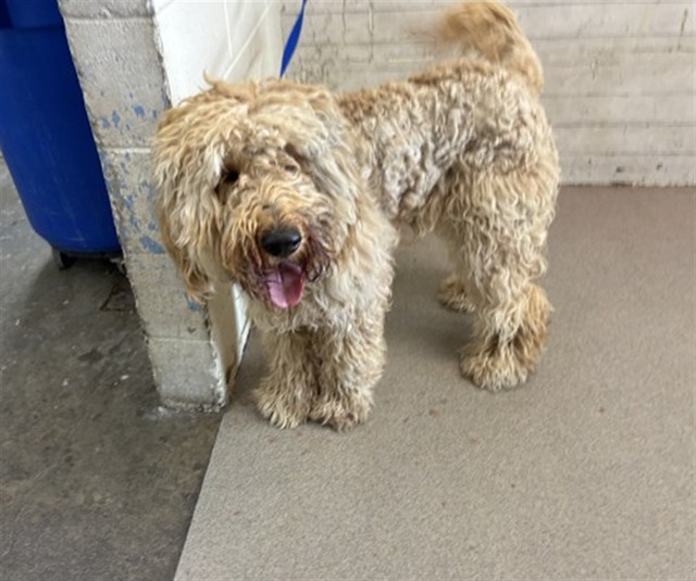 Shelter Stray Male Dog last seen Near BLOCK N ORANGE WOOD, 333 Chandler Pl, San Bernardino, CA 92408, USA