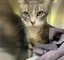 Shelter Stray Female Cat last seen Near BLK OLIVE AVE LONG BEACH CA 90806, 7700 E Spring St, Long Beach, CA 90815, USA